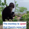 You won’t find monkeys cheekier than these two 