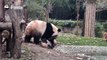 A panda a day, keeps the sorrow away.Qi Fu: