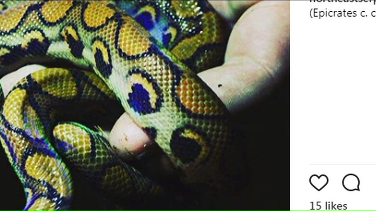 Man Arrested for Trying to Sell Illegal, Deadly Snakes Out of His Connecticut Home