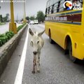 This donkey got hit by a car but was too scared to move from the road. He was so grateful when rescuers finally showed up — and looks SO happy now 