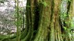 В талышских лесах растет демирагач, обладающий воистину волшебными свойствами.Кстати говоря, мало кто знает, что Нобель приехал в Азербайджан именно ради желе