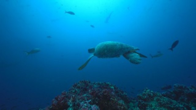 Costa Rica y Ecuador se unen para salvaguardar sus joyas naturales del Pacífico