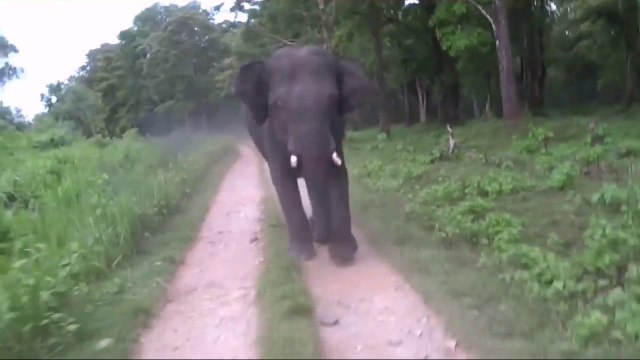 Elephant chasing vehicle in forest Journey...!!!!