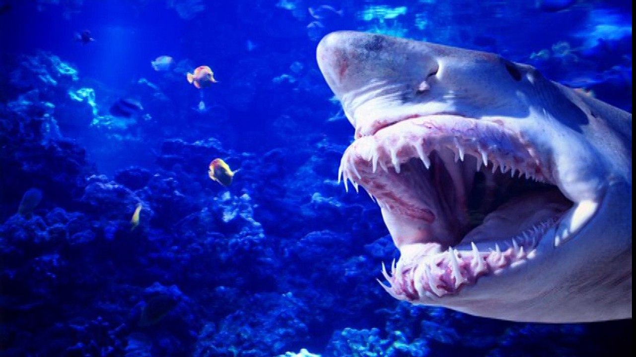 Carlos Michel Fumero y los Tiburones