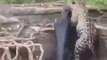 Cette panthère saute à l'eau pour attraper un alligator... Incroyable