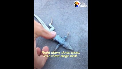 Il fait un massage cardiaque à un lézard et réussit l'impossible