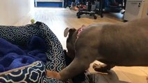 LIVE: This pittie puppy was born with a double cleft palate but it hasn't stopped her from being the BEST puppy! She's super lovable and looking for a family of