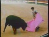 Bullfighting cruelty