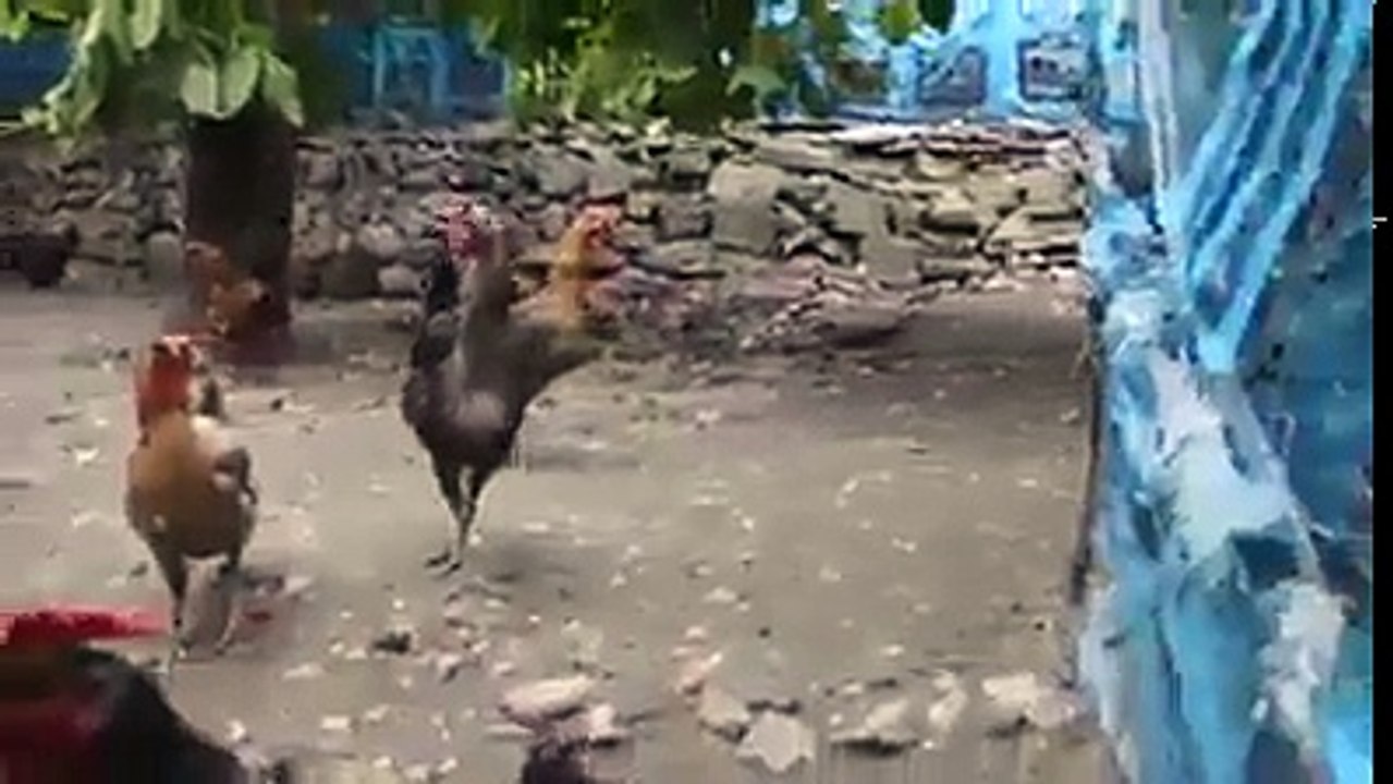Best chicken ever funny video