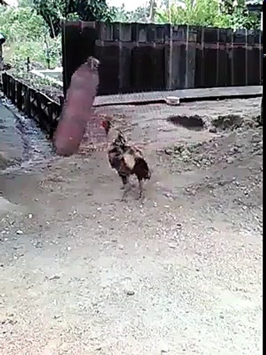 Chicken MMA funny video