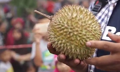 Sang Raja Buah dari Majalengka (1)