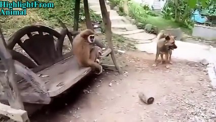 -TRY NOT TO LAUGH or GRIN- Funny Monkeys VS Dogs and Cats Compilation 2017.mp4-