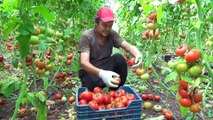 Rusya'nın kararı domates üreticisinin yüzünü güldürdü - MERSİN