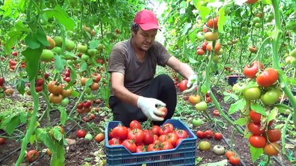 Rusya'nın kararı domates üreticisinin yüzünü güldürdü - MERSİN