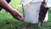 Arılar bulvarı istila etti...Bal arılarını çıplak elle toplayıp boş kovaya doldurdu