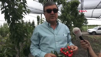 Adana Ceyhan'da Yetiştirilen Kiraz İhraç Ediliyor