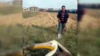 Yaralı buldukları Pelikanla otomobilde yolculuk ettiler... O anlar kamerada