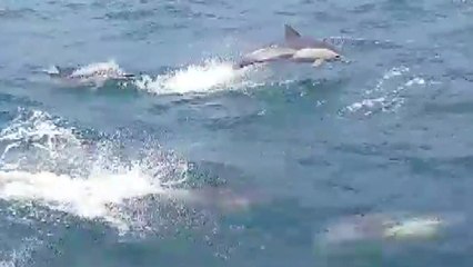 울산, 참돌고래 2천여 마리 발견 / YTN