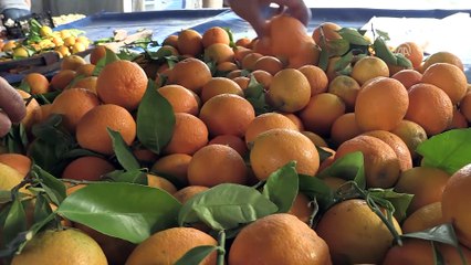 Adana'da narenciye sezonu 'mutlu' bitti