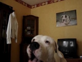 dog argentin végas