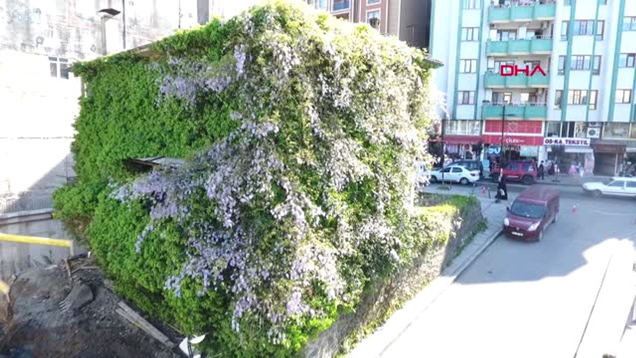 Rize'de Sarmaşık Ev Çiçek Açtı-Hd