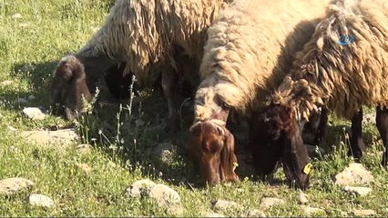 Mera yasakları kalktı, göçerler yollara düştü