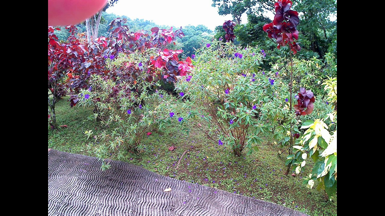 Martinique - Jardins de balata