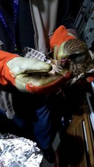 Gheppio salvato ad Andria e recuperato dal prof. Martiradonna