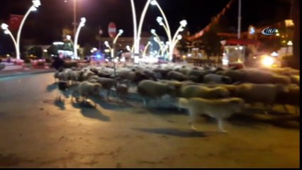 Şehir merkezinden koyun sürüsü geçti