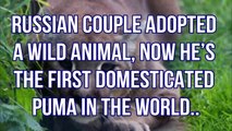 Russian Couple Adopted A Wild Animal, Now He’s The First Domesticated Puma In The World..