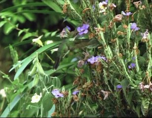 A Madarak Élete - 07. Párválasztás (Finding Partners)