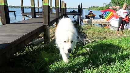 DOG RIDES GIANT UNICORN FLOAT TO PRIVATE ISLAND