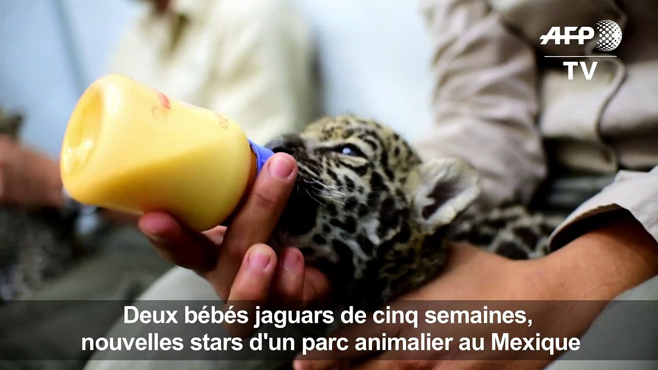 Deux bébés jaguars, nouvelles stars d'un zoo au Mexique