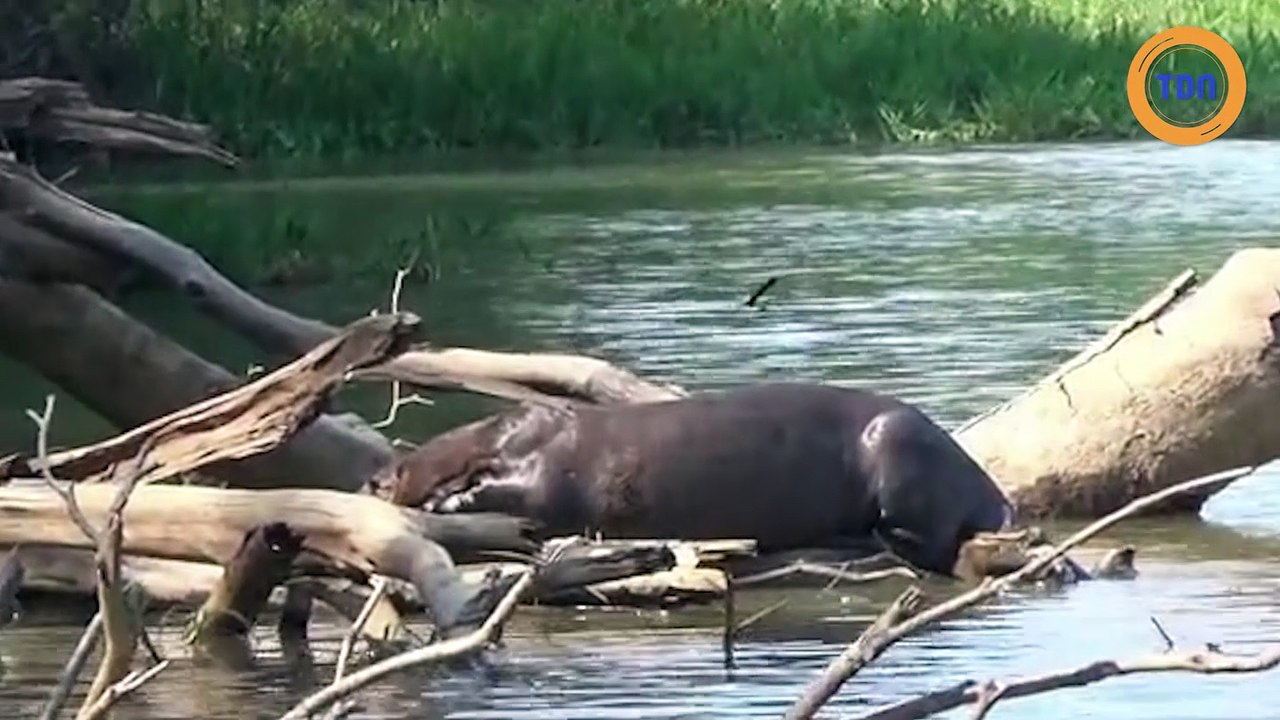 Otaries et jaguars