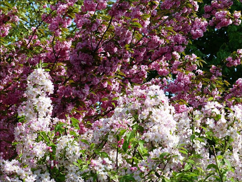 Balade d'avril à Reichstett