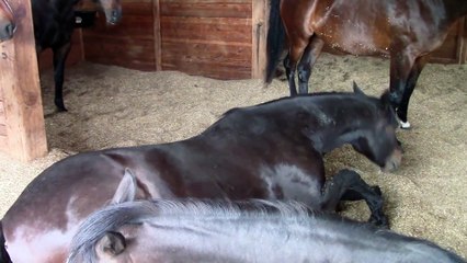 Ces chevaux dorment et lâchent des caisse bien tranquilles !