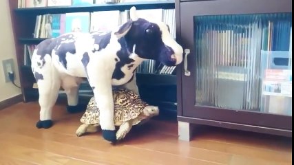 Cette Tortue porte une vache !!