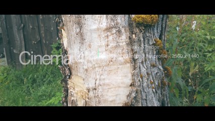 Cinematic Video - Cinema 4K - 200Mbps 2k (1440p) - 24 fps  - Close-up of a tree
