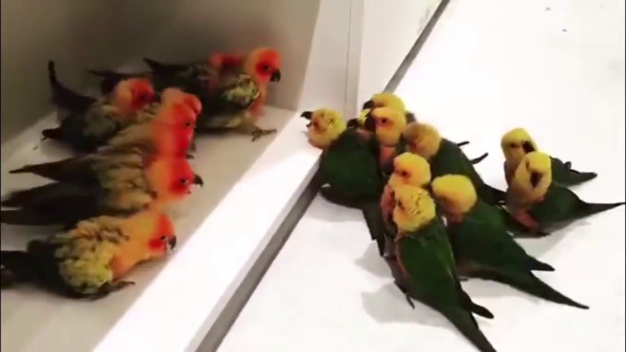 Guerre de gangs entre perruches