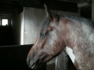 Pour tout les chevaux que j'aime