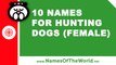 10 names for hunting dogs (female) -  the best pet names - www.namesoftheworld.net