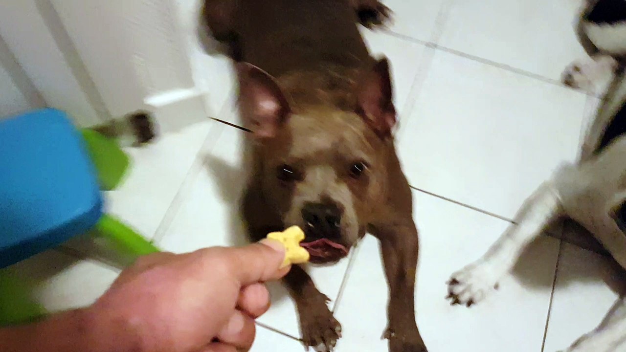 PLANET DOG - THAI SHEEVA TUPAC