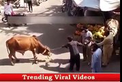 Dangerous Cow Killed Child