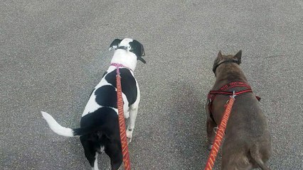 PLANET DOG - 1ERE PROMENADE APRES BLESSURE