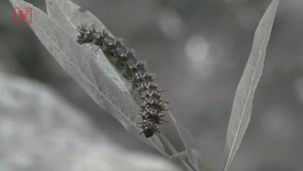 Invasion of The Toxic Caterpillars, Why a Health Warning Is Being Issued In England