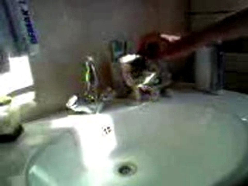 chaton et eau du robinet