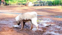 Dog Loves Rolling in Mud