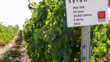 Vinos y Amigos Programa 192 Bloque 3