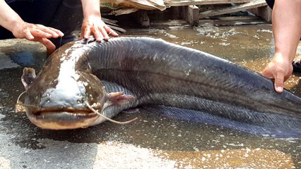 충남 청양에서 38kg 대형 메기 잡혀 / YTN