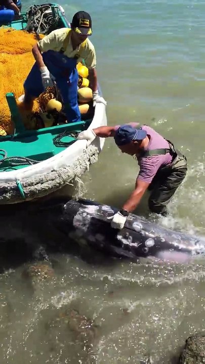 Terrifié ce Dauphin fuit des chasseurs au Japon ! Cruauté animale...